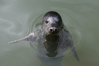A grey seal.